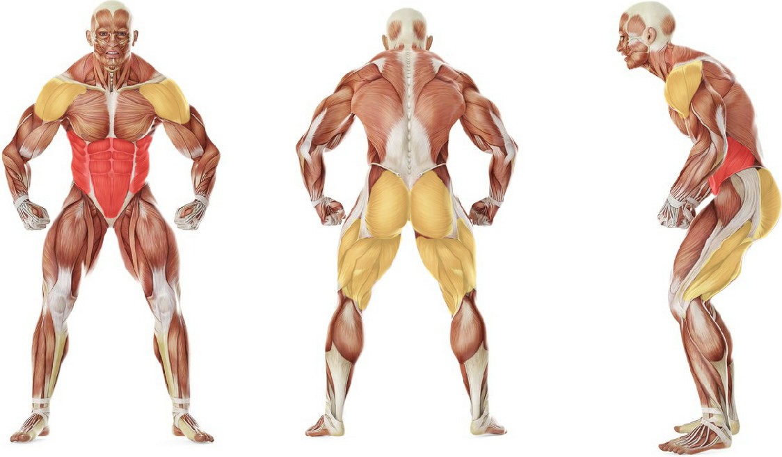 What muscles work in the exercise