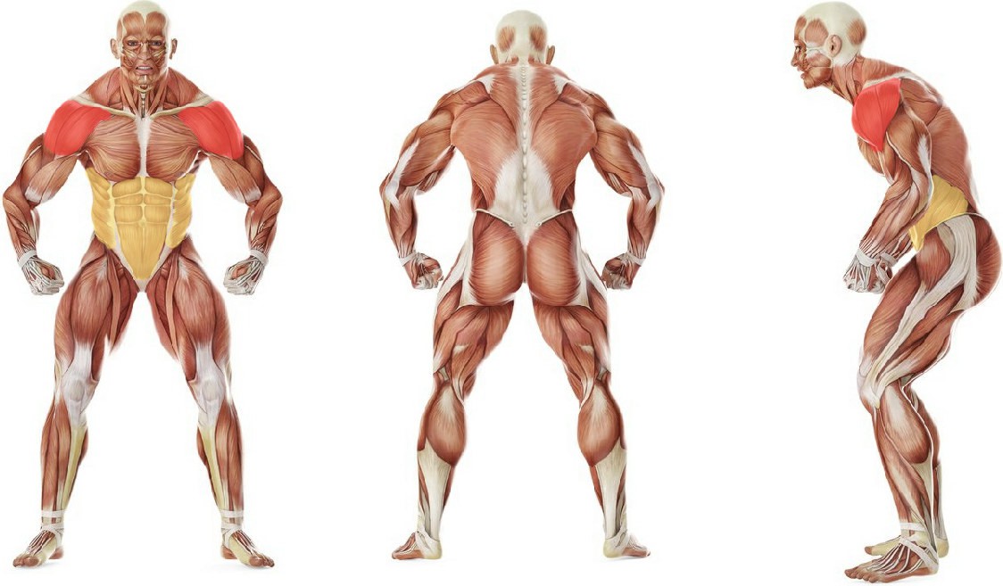 What muscles work in the exercise Kettlebell Seesaw Press
