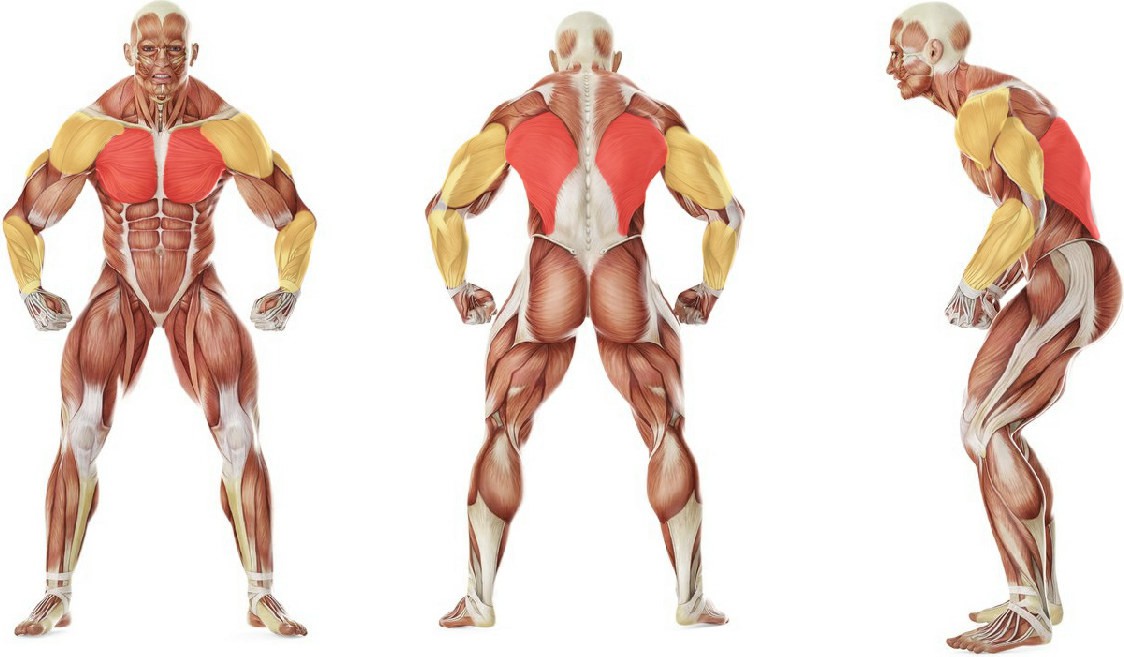 Какие мышцы работают в упражнении Брасс