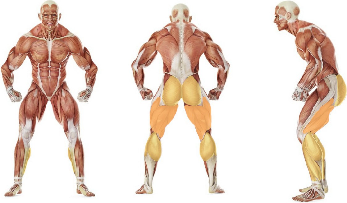What muscles work in the exercise Hurdle Hops