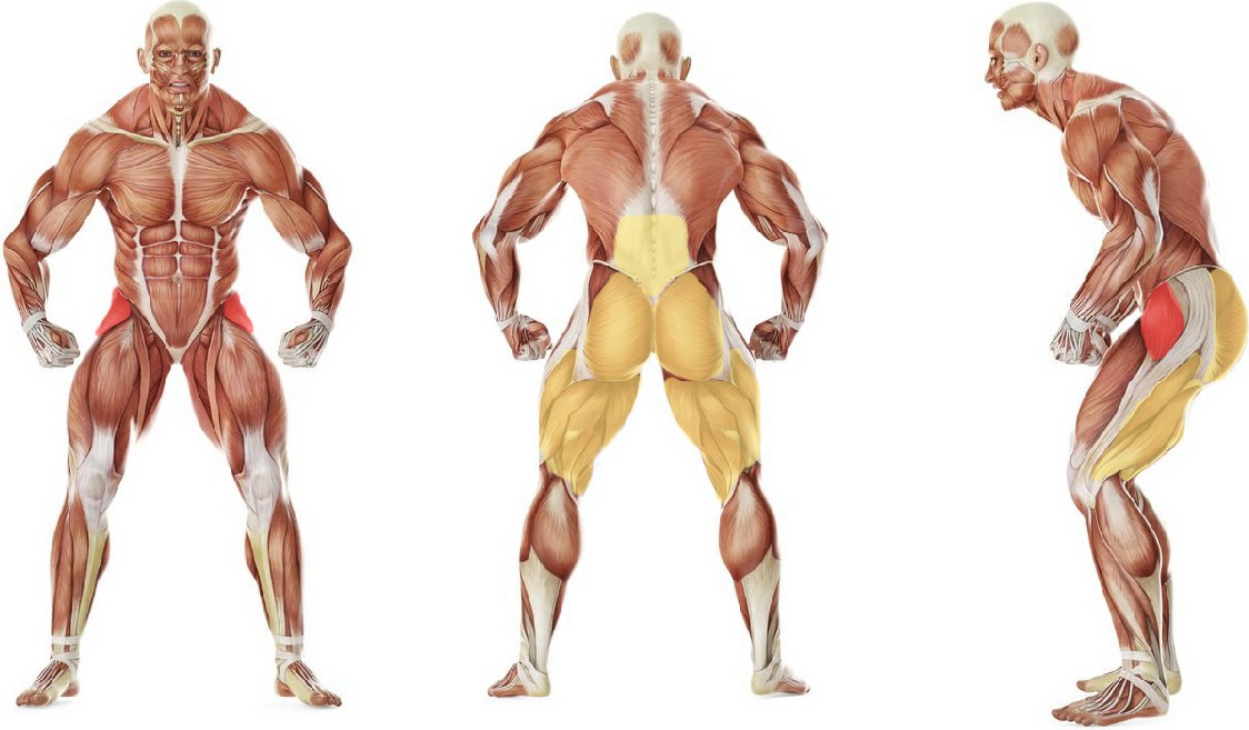 What muscles work in the exercise Windmills