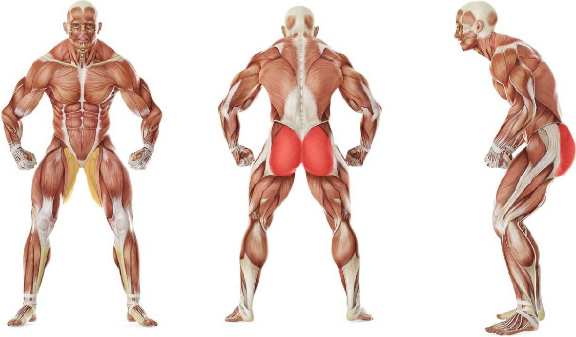 What muscles work in the exercise Seated Glute
