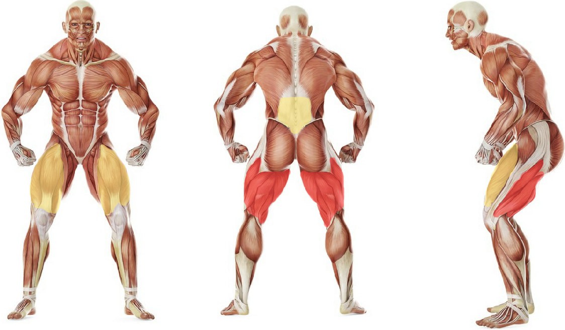 What muscles work in the exercise Reverse Band Sumo Deadlift
