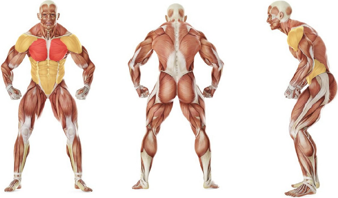 What muscles work in the exercise Heavy Bag Thrust