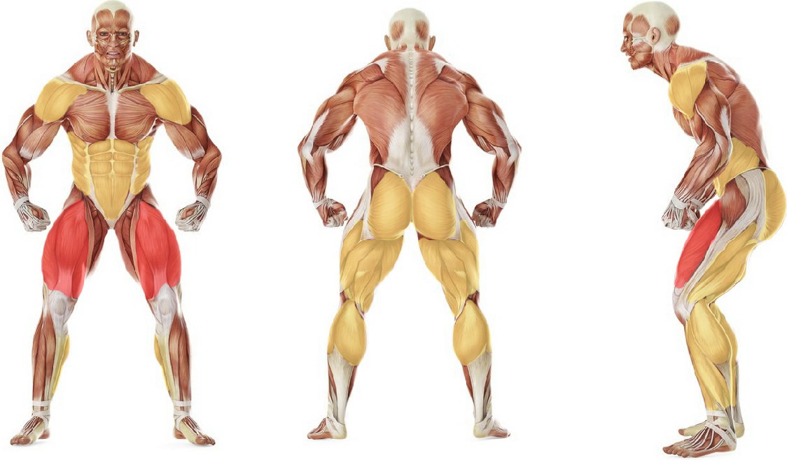 What muscles work in the exercise Power Jerk