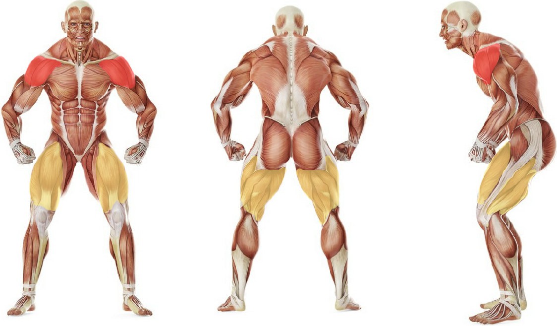 What muscles work in the exercise The Dumbbell Push Jerk