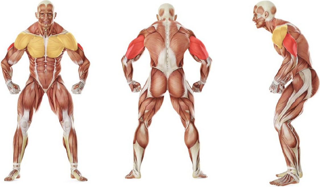 Какие мышцы работают в упражнении Отжимания в тренажере
