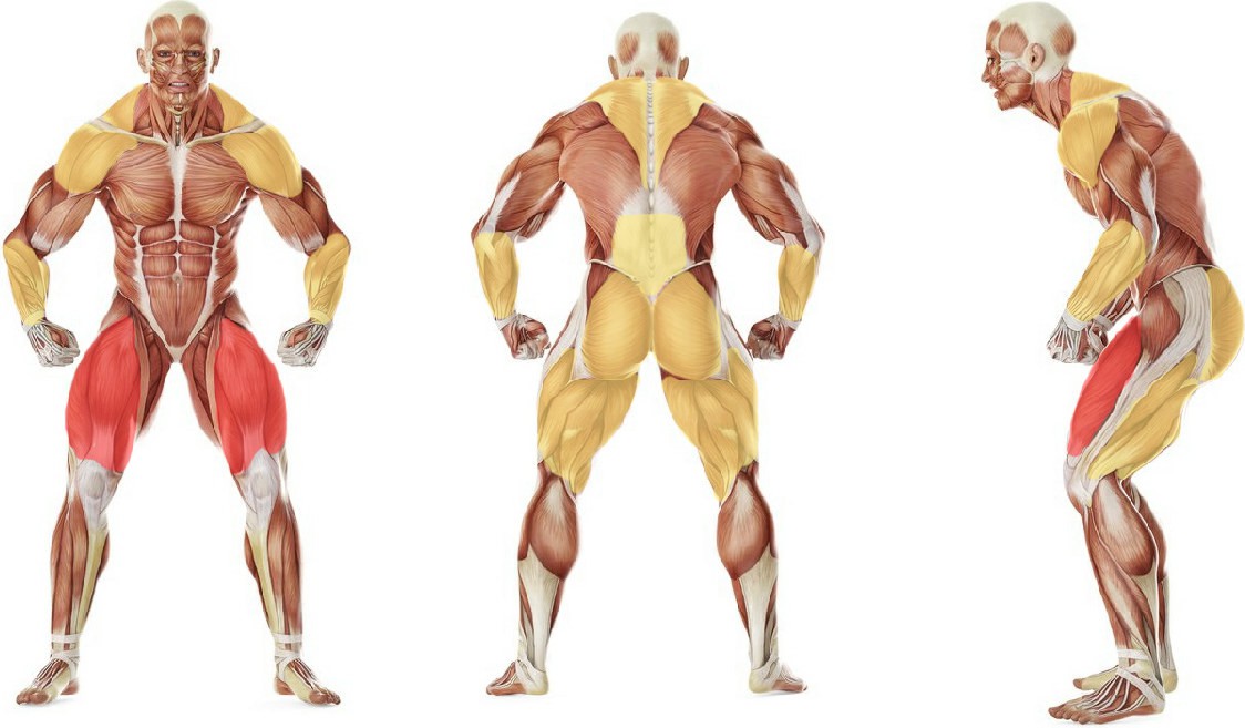 What muscles work in the exercise Clean Pull