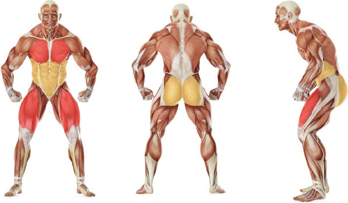 What muscles work in the exercise Burpee