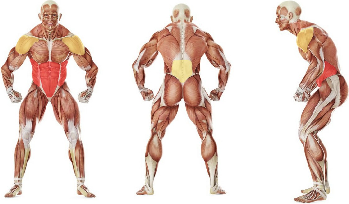 What muscles work in the exercise Barbell Ab Rollout - On Knees