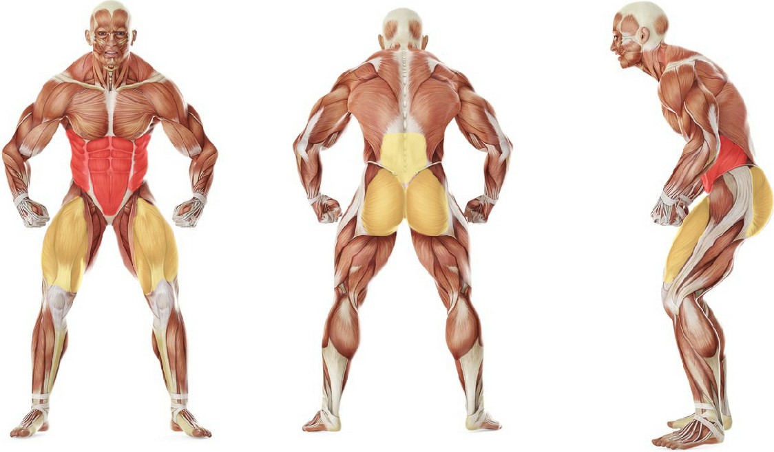 What muscles work in the exercise