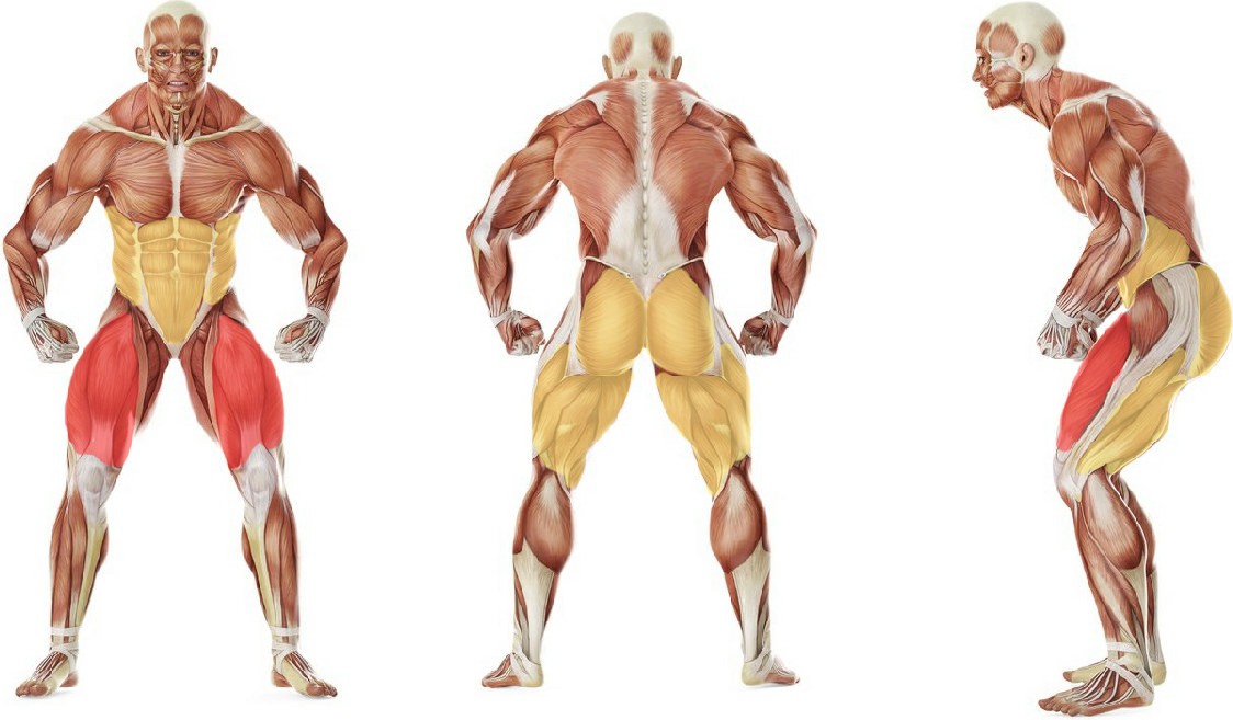 What muscles work in the exercise Front Squat (Clean Grip)