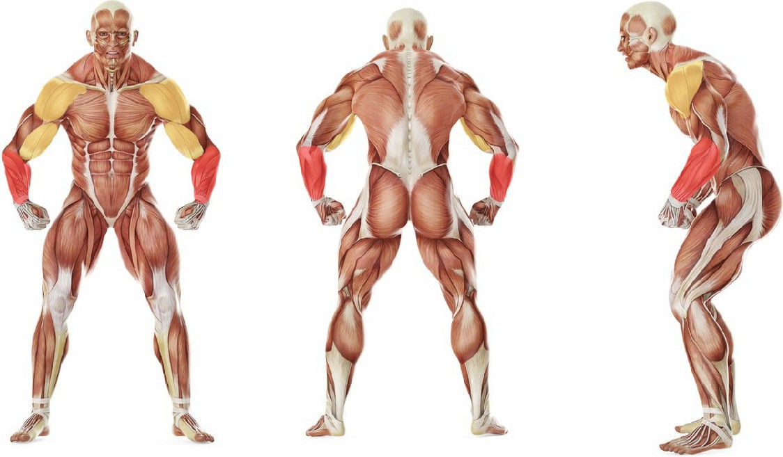 What muscles work in the exercise Bottoms-Up Clean From The Hang Position