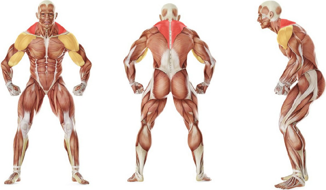 What muscles work in the exercise Standing Dumbbell Upright Row