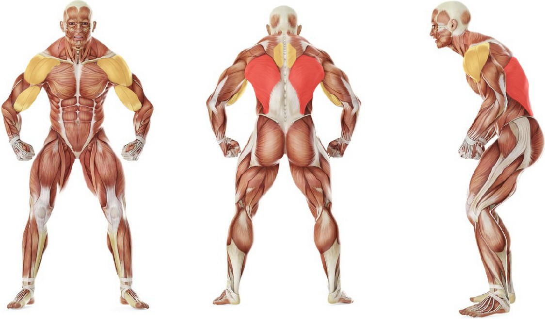 Какие мышцы работают в упражнении Перекрёстная тяга на блоках