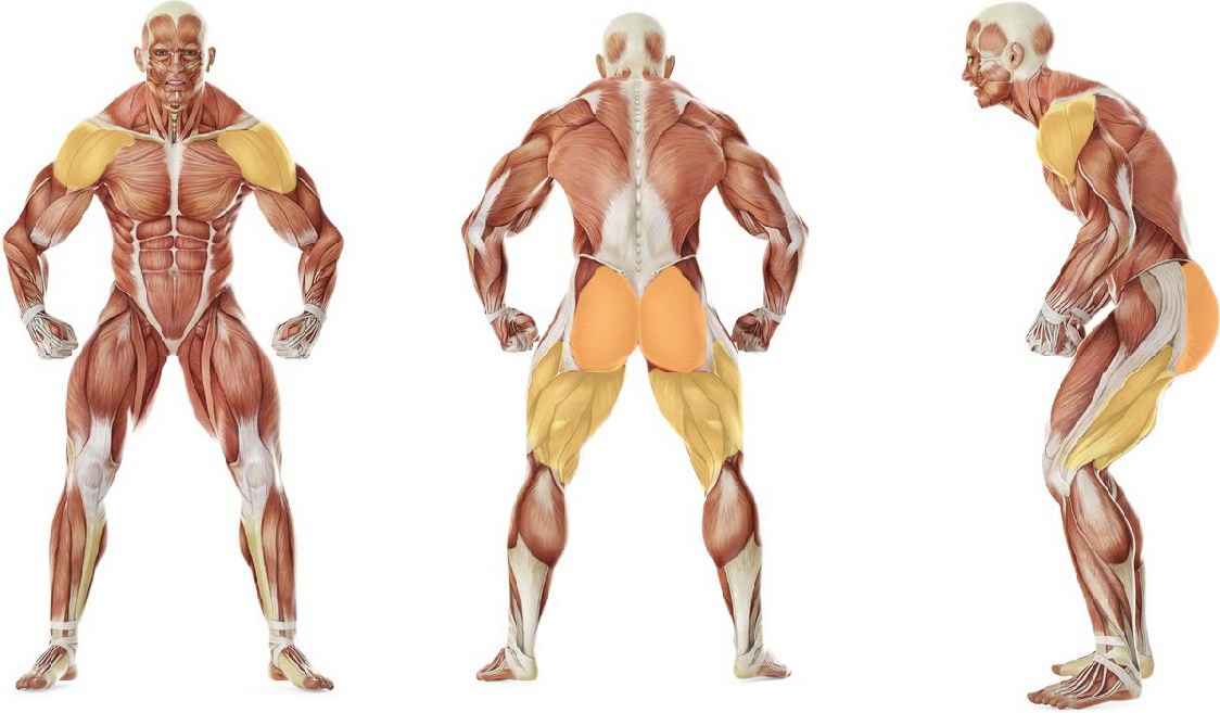 What muscles work in the exercise Partial Back plank