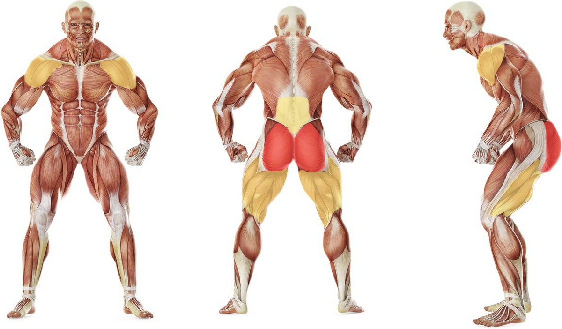 What muscles work in the exercise Full Back plank