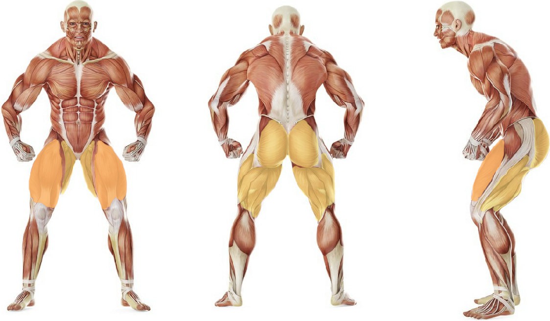 What muscles work in the exercise Cossack Squat