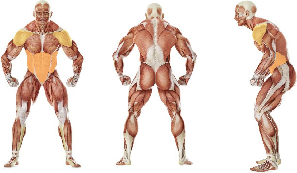 What muscles work in the exercise The move from plank into the push-up position