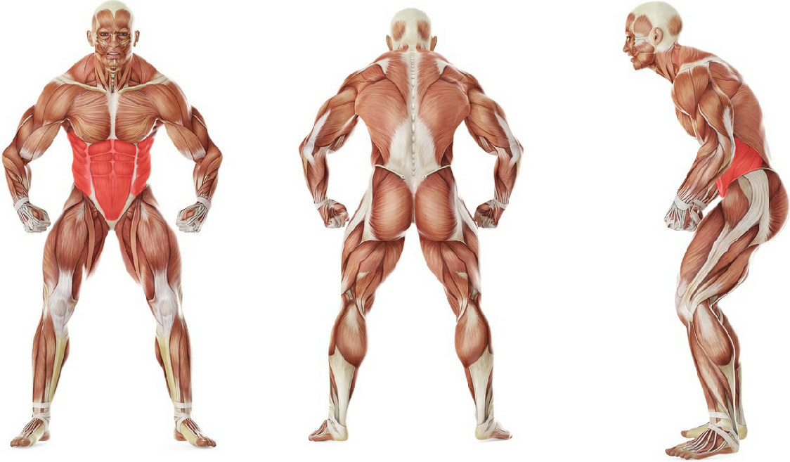 What muscles work in the exercise BOSU Up Crunch