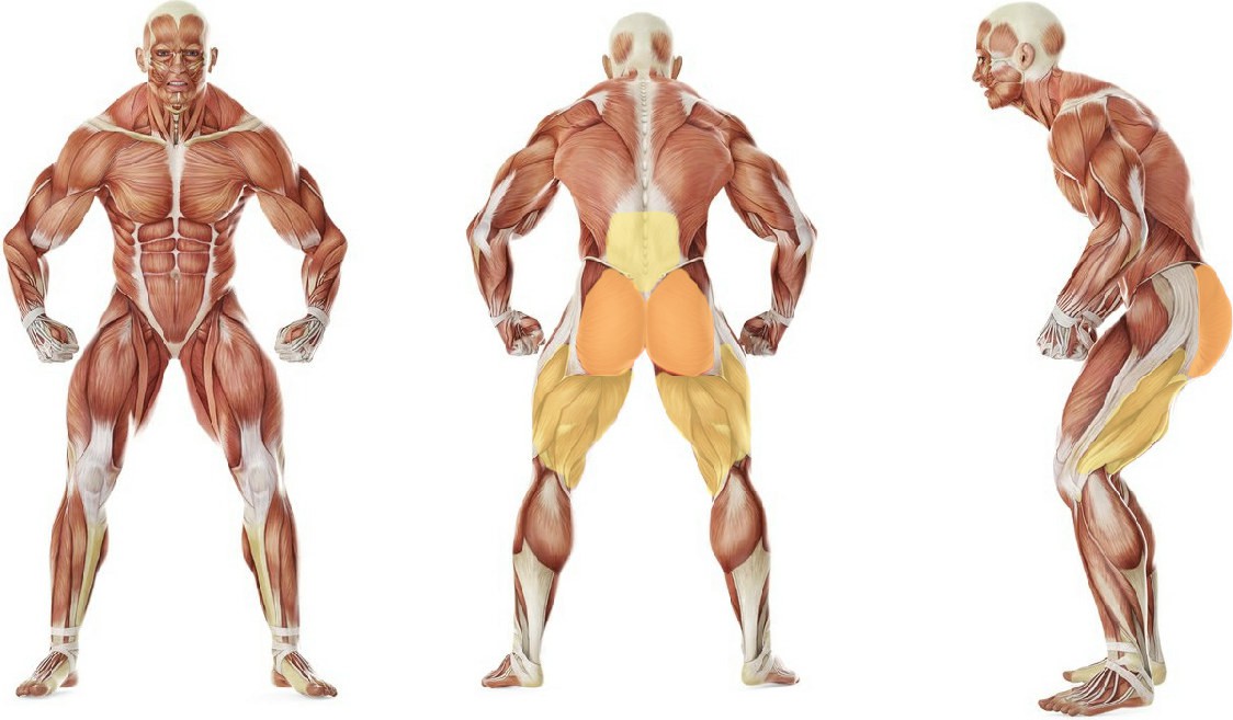 What muscles work in the exercise Body Weight Single Leg Deadlift