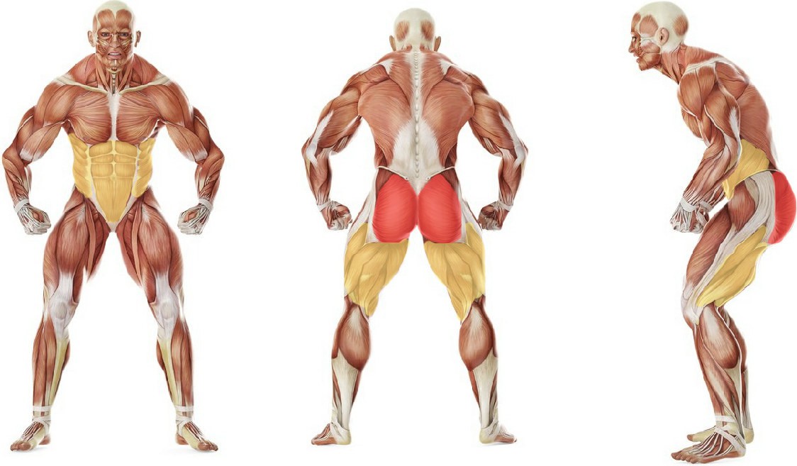 What muscles work in the exercise Gluteal bridge with twisting