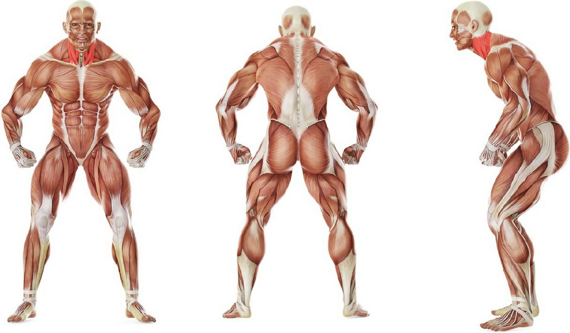 What muscles work in the exercise Isometric Neck Exercise - Front And Back