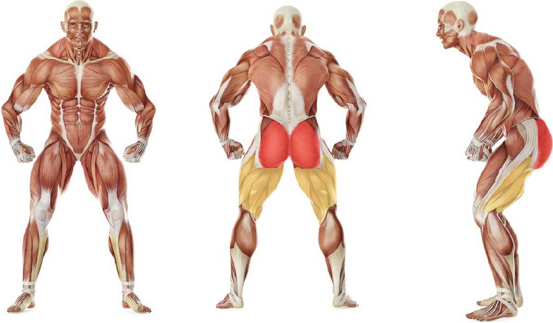 What muscles work in the exercise Leg back abduction on all fours with a rubber band