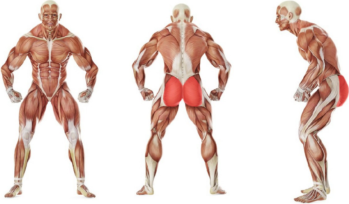 What muscles work in the exercise Leg back abduction with a rubber band
