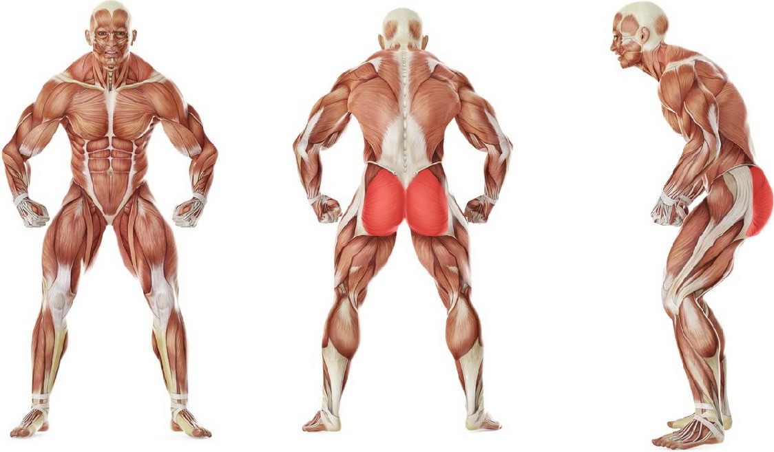 What muscles work in the exercise Push leg back standing with fitball