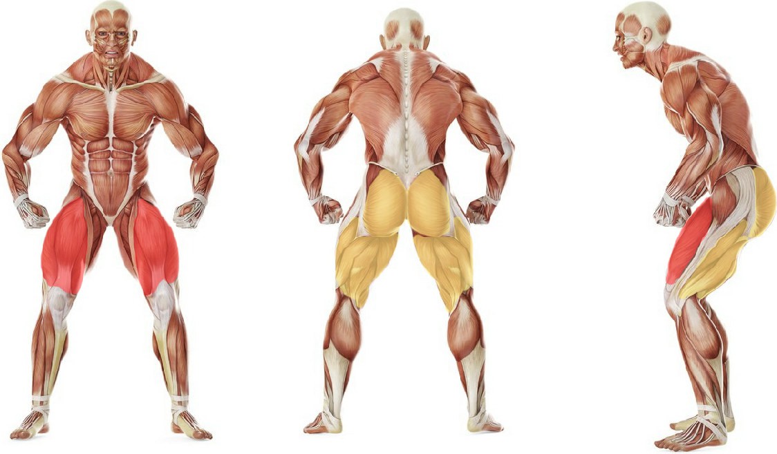 What muscles work in the exercise Rubber Band Easy Squat