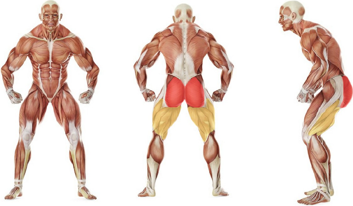 What muscles work in the exercise Fitball Glute Bridge