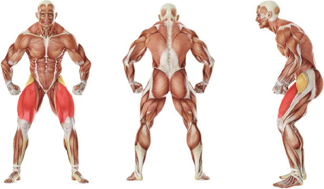 What muscles work in the exercise Walking in a squat position using a mini band