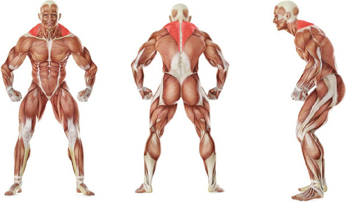 What muscles work in the exercise Standing Shrugs with a rubber band