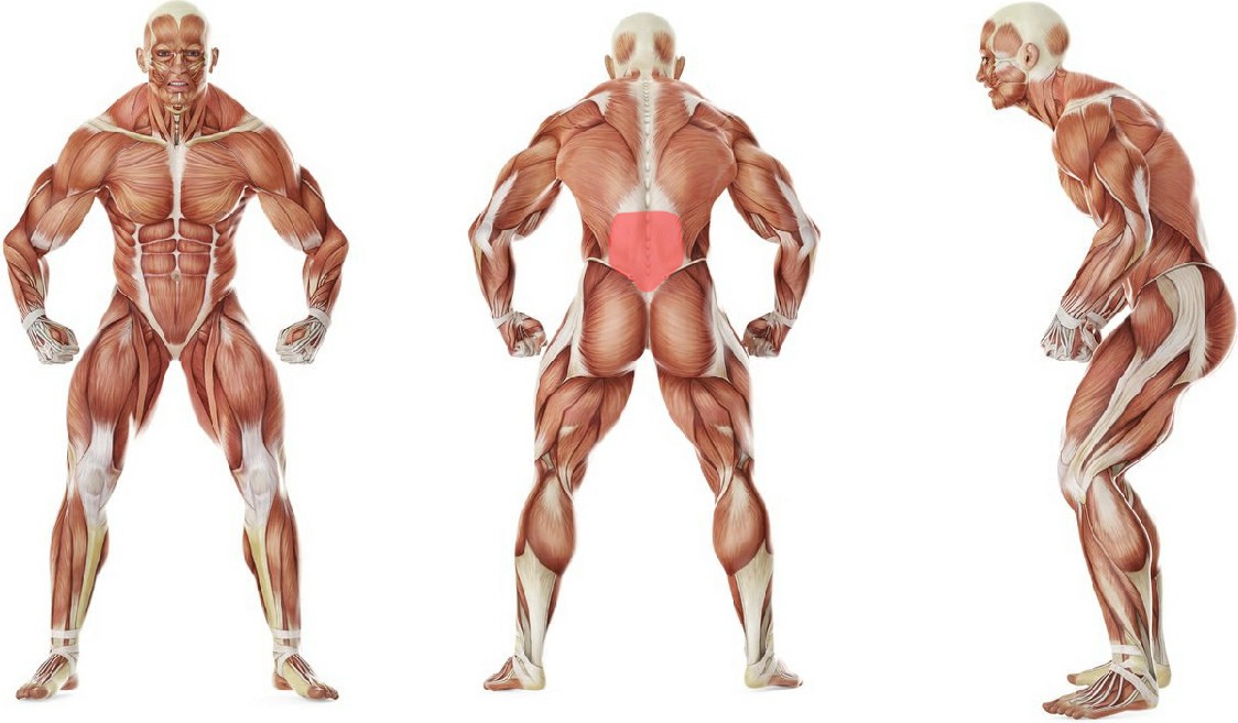 What muscles work in the exercise Hyperextensions (Back Extensions)