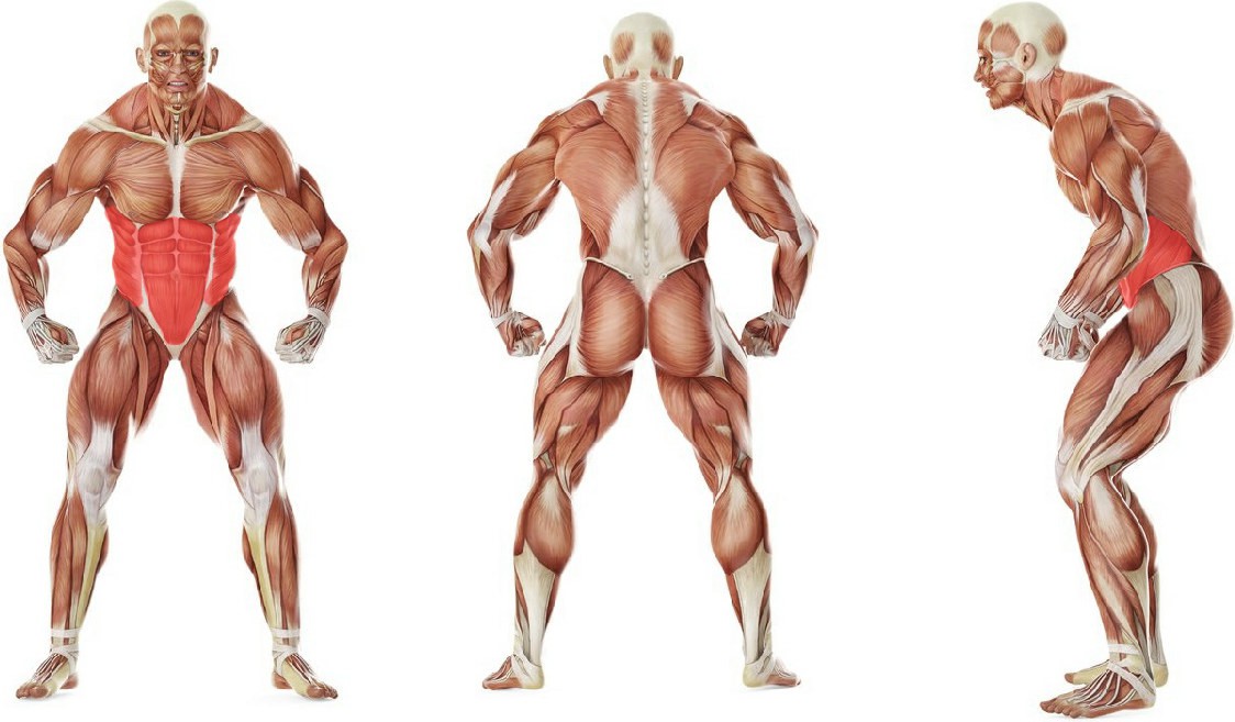 What muscles work in the exercise Weighted Sit-Ups - With Bands 