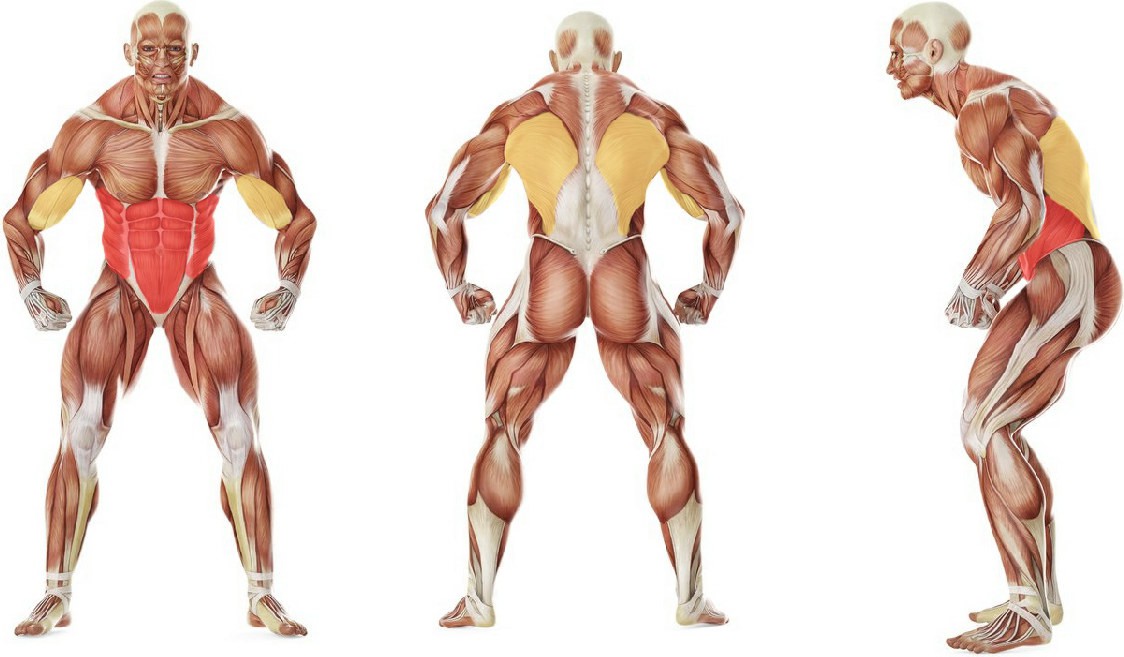 What muscles work in the exercise Gorilla Chin/Crunch