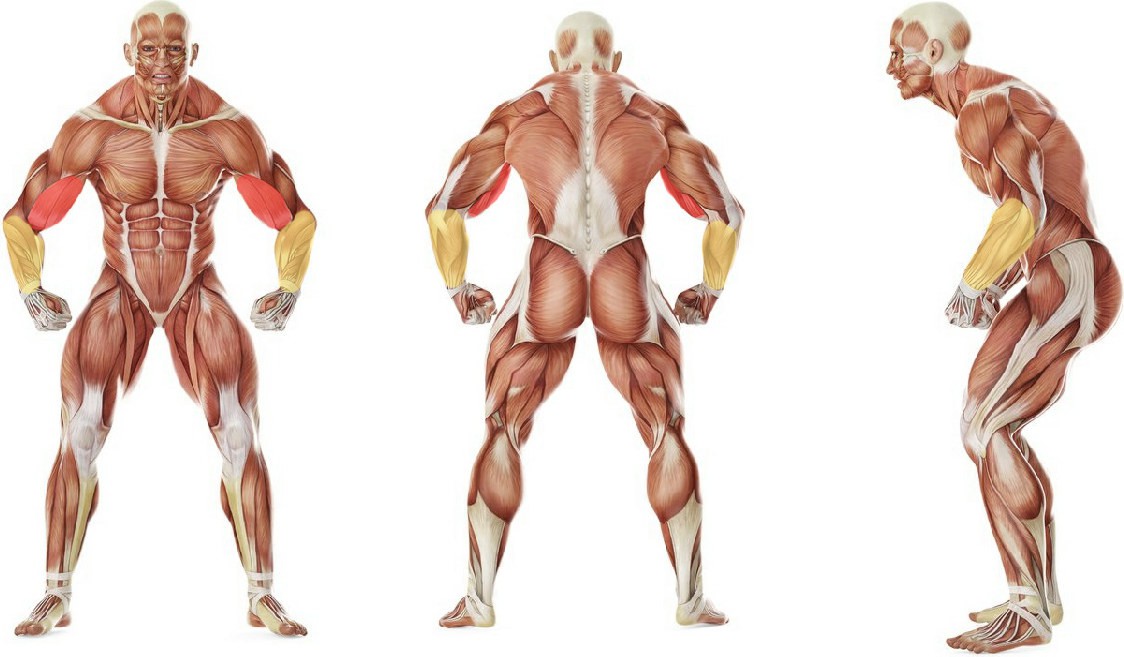 Какие мышцы работают в упражнении Подъем штанги на бицепс обратным хватом