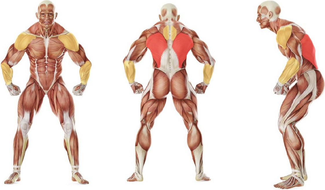 What muscles work in the exercise Side To Side Chins 