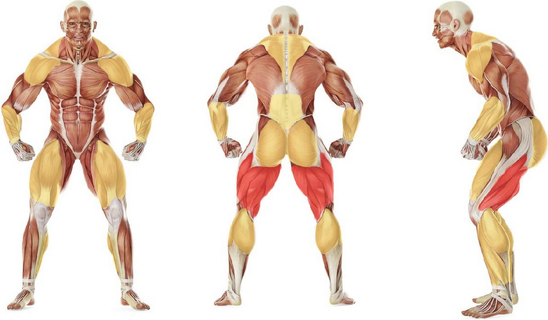Какие мышцы работают в упражнении Подъем штанги на грудь