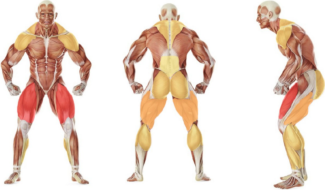 What muscles work in the exercise Power Clean from Blocks