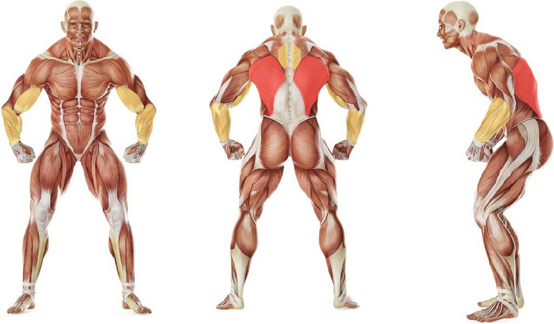 Какие мышцы работают в упражнении Подтягивания обратным хватом