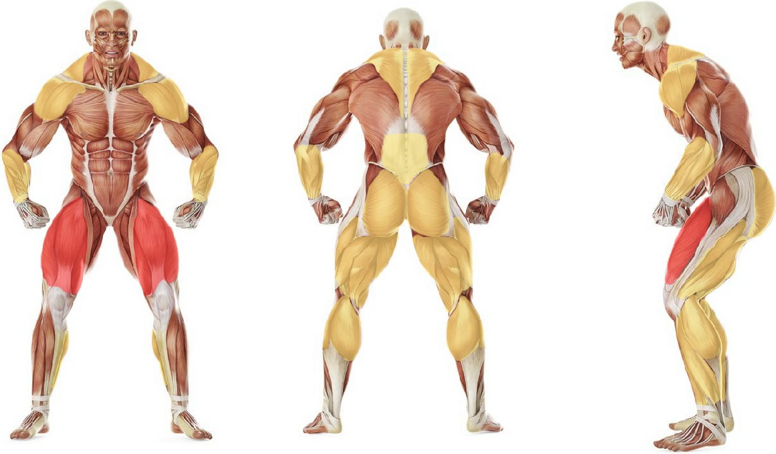 What muscles work in the exercise Clean Shrug