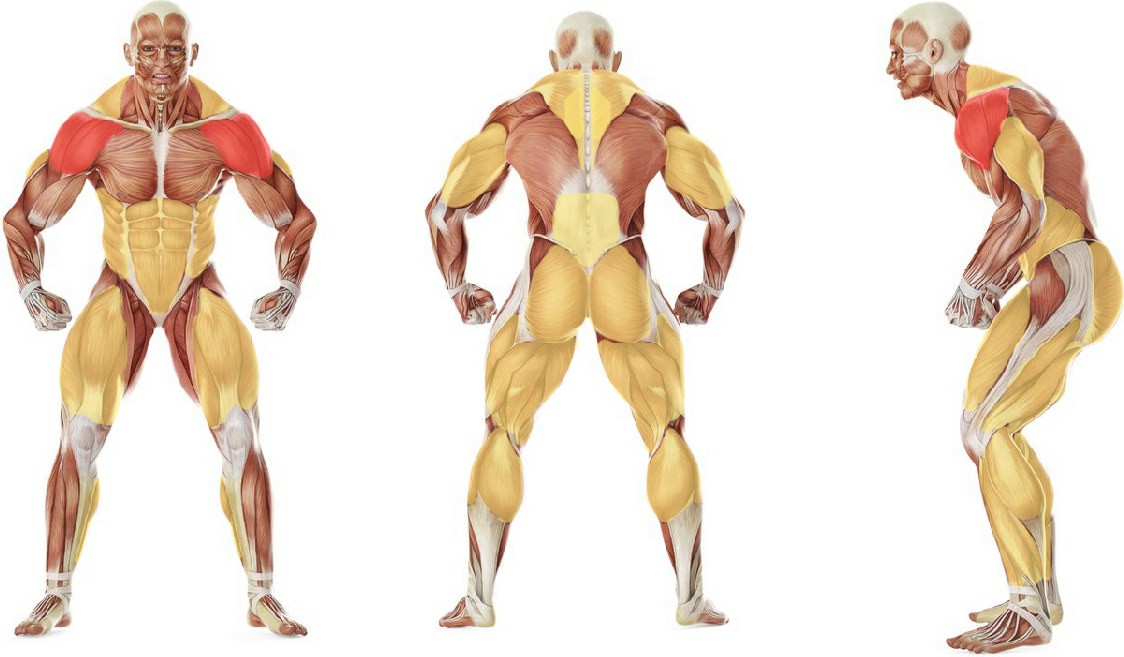 What muscles work in the exercise Clean and Press