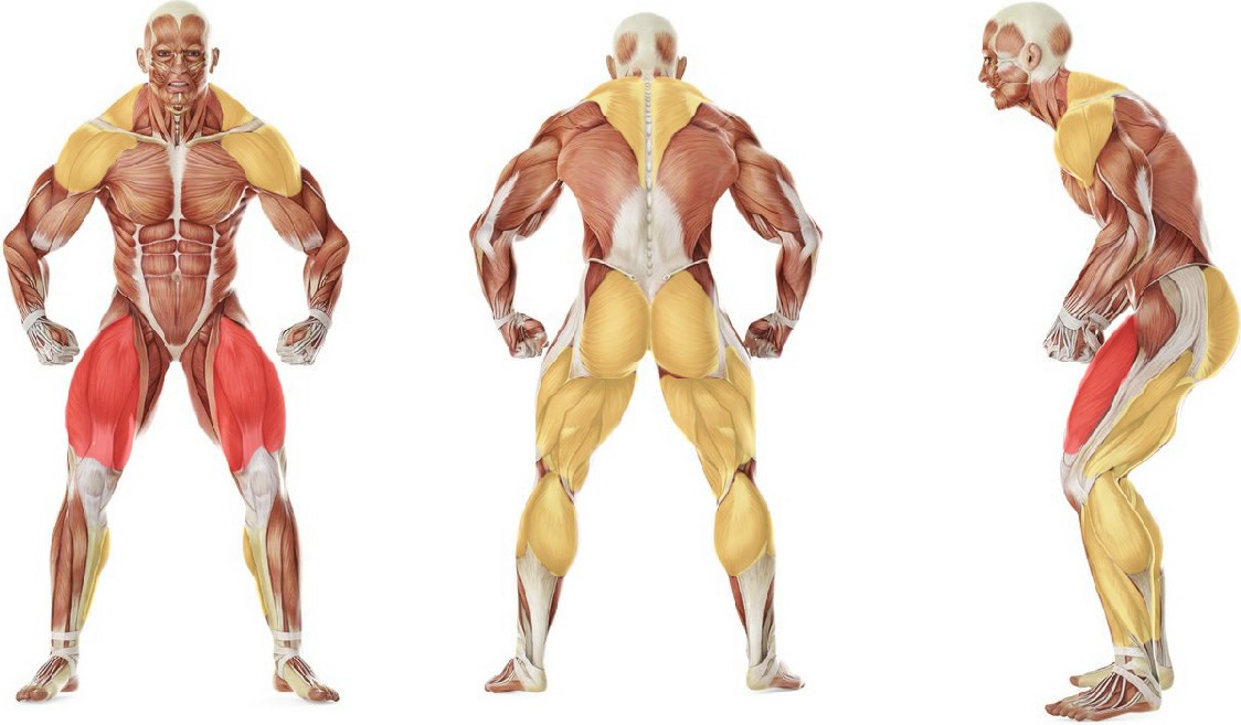 What muscles work in the exercise Clean from Blocks