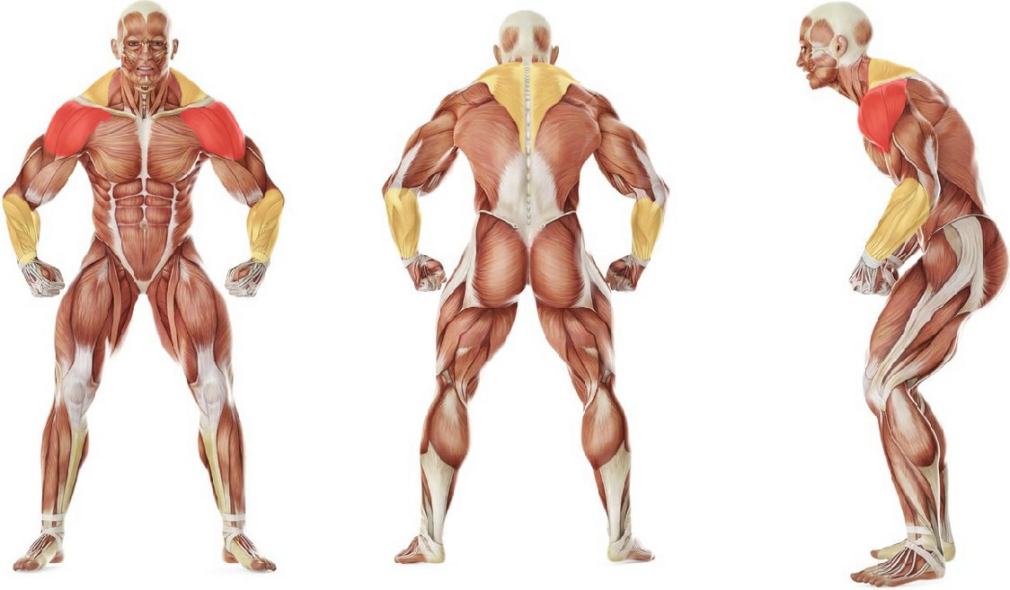 What muscles work in the exercise Rack Delivery