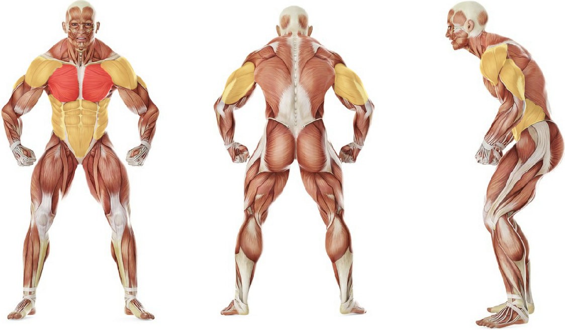 What muscles work in the exercise Alternating Floor Press