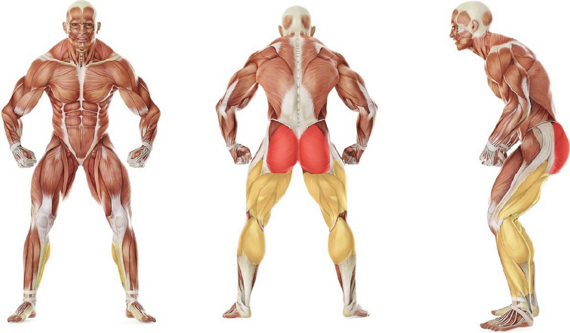 Какие мышцы работают в упражнении Подъем ягодиц со штангой