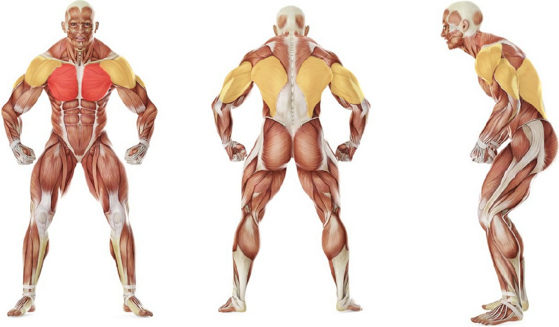 What muscles work in the exercise Front Raise And Pullover