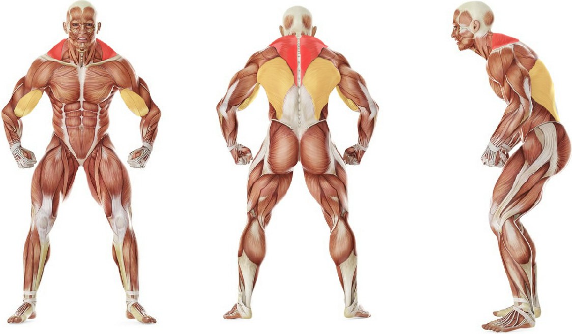 What muscles work in the exercise Alternating Kettlebell Row